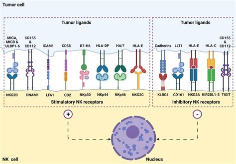 细胞免疫疗法,肿瘤细胞免疫治疗的新方向-CAR-NK细胞疗法-无癌家园
