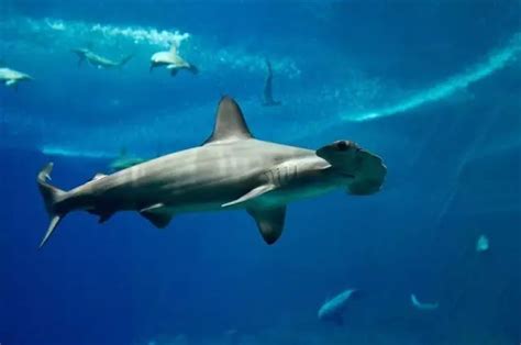 中国鲨鱼种类100种,鲨鱼种类介绍大片,鲨鱼名字大片(第3页)_大山谷图库