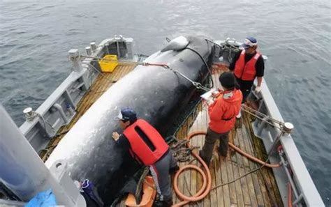 日本组织小学生观看杀鲸鱼：“这是我们的文化骄傲！”__凤凰网