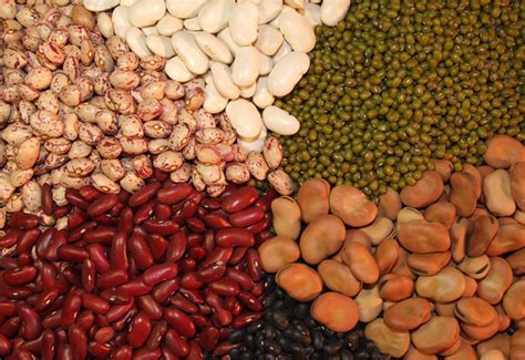 豆类含有丰富的蛋白质，但是会抑制蛋白质的吸收，那豆类的营养价值在哪？ - 知乎