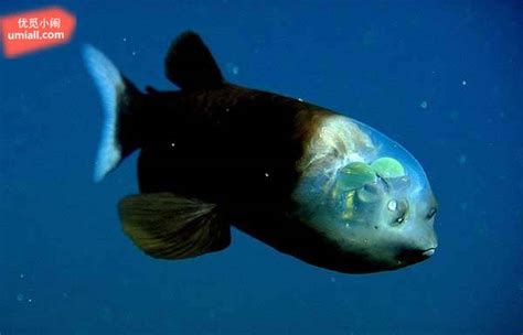 你知道世界上最令人恐怖的十大深海生物都有哪些动物吗？