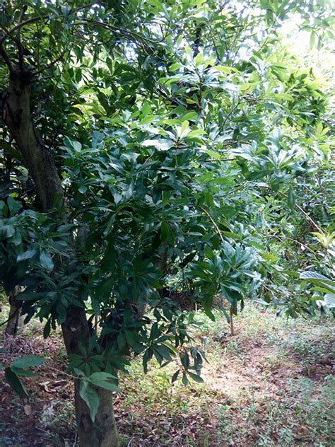 贵州绿化苗木介绍常见园林树木的种类-贵阳市白云区龙莛苗圃场