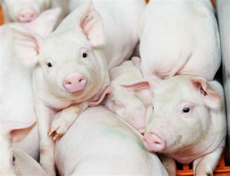 科学饲养猪的第N种方法-养猪信息网_跟猪博士学养猪