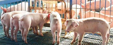 今天一斤猪肉多少钱？目前非洲猪瘟对全国生猪价格有何影响 - 运富春