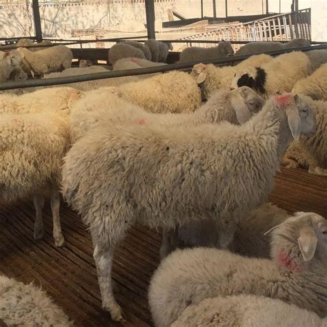 陕西活羊批发交易市场现在活羊价格