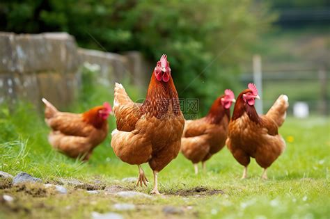 散养传统家禽养殖场的鸡高清图片下载-正版图片402473545-摄图网