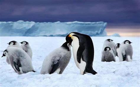 帝企鹅父母寒风中抱团守护幼崽_新浪图片