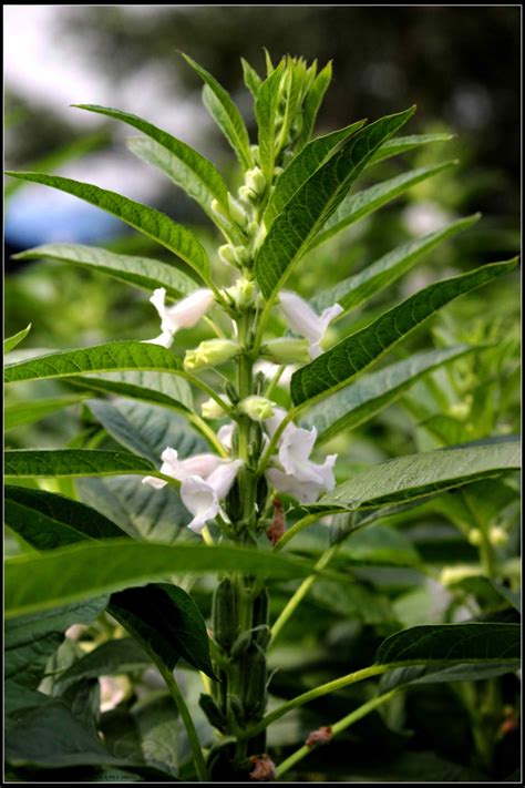 【芝麻开花节节高摄影图片】山西平陆生态摄影_太平洋电脑网摄影部落