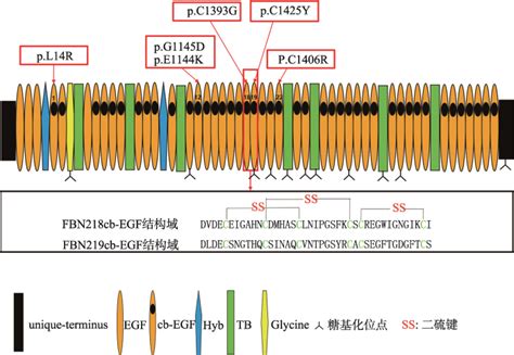 FBN1基因及其基因编辑小鼠在原纤维蛋白病研究中的应用_生物器材网