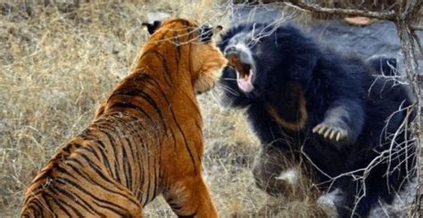 万兽之王老虎大战棕熊，难得一见的生死搏杀珍贵视频