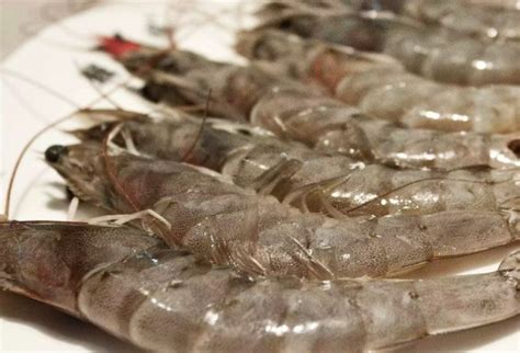 北极甜虾一手货源青岛保税港区进口头籽腹籽4月新品北极虾-阿里巴巴