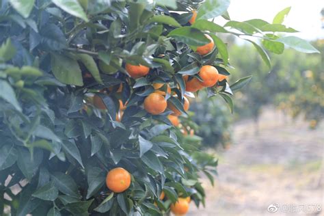 淅川：又到柑橘成熟季果香四溢大丰收 - 南水北调,源起淅川