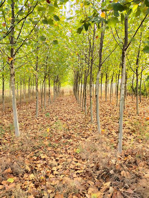 【苗木养护】树穴挖的“好”，苗木成活“早”-种植技术-中国花木网