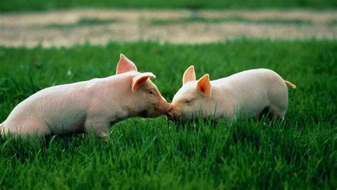 2022年养猪的前景分析 2022年底猪价大涨 - 达达搜