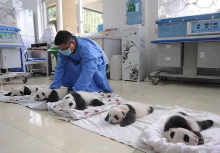 韩国新生大熊猫宝宝最新照片公布 憨态可掬太萌了！
