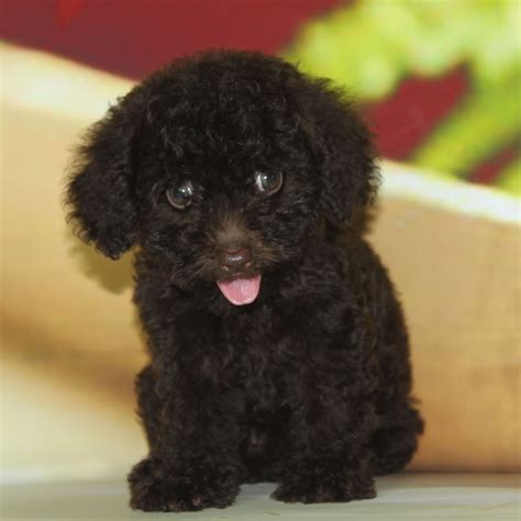 纯种泰迪犬幼犬狗狗出售 宠物泰迪犬可支付宝交易 泰迪/贵宾 /编号10057800 - 宝贝它