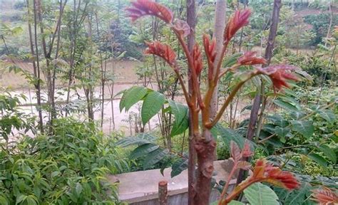 香椿树栽在什么位置好（香椿树适合什么土壤） - 花晓网