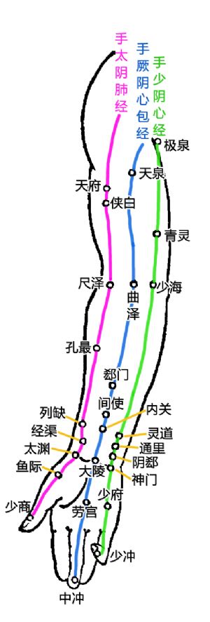 手少阴心经_腧穴学、十二经脉、针灸学、中医学、经络学、五脉、手三阴经、中医基础理论_医学百科