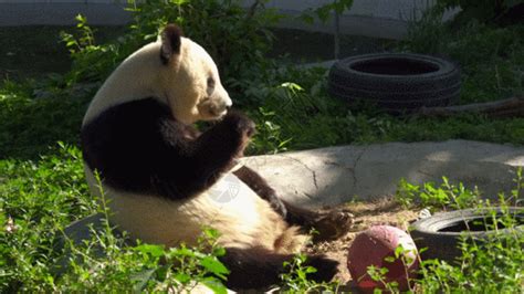 中国大熊猫保护研究中心两基地20日起开放，入园需“健康码”【红星新闻2020/3/19】 - 中国自然保护区生物标本资源共享平台