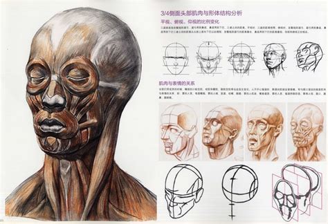 人体素描知识：人物头骨肌肉与素描头像关系讲解