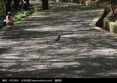 马路中央的小鸟高清图片下载_红动中国