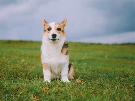 超萌的两只柯基犬幼犬高清壁纸大图-壁纸图片大全