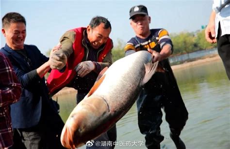 北京莲石湖“都市渔民”捕鱼忙，高峰时数百人“兴高采烈” | 北晚新视觉