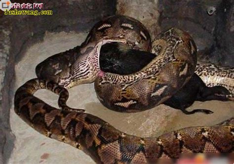 恐怖蟒蛇图片，恐怖蟒蛇视频_蟒蛇_毒蛇网