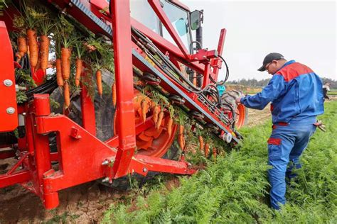 胡萝卜也能“收割”了！全省首台采收机在泉试验-中国福建三农网