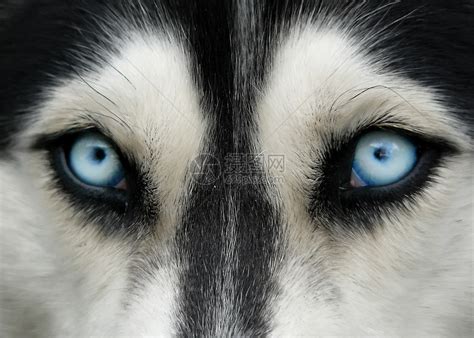 哈士奇的蓝眼之谜：优雅的淡蓝色，源自基因突变|哈士奇|蓝眼|蓝色_新浪新闻