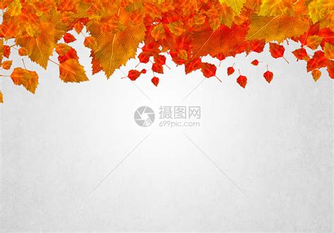 秋天落叶的枫叶孤立白色的背景上秋天的叶子高清图片下载-正版图片300638855-摄图网