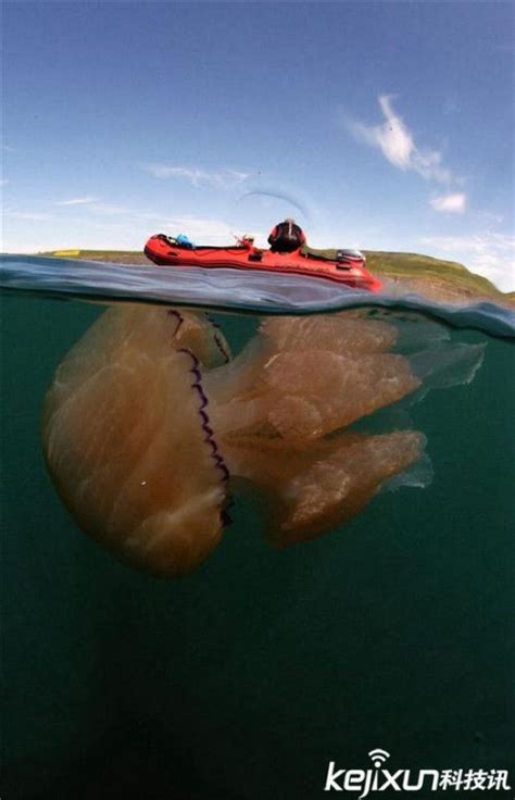 英国南部海滩现巨型水母犹如科幻片_新浪图片