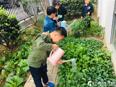 南川城里的小学生“种”出了一桌饭菜 - 重庆日报网
