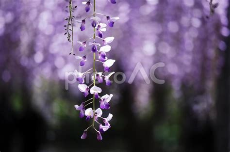 春の美しい藤の花 - No: 26021741｜写真素材なら「写真AC」無料（フリー）ダウンロードOK