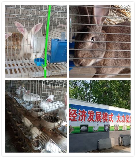 津市市肉兔种兔养殖场_种兔养殖_众成种兔养殖场