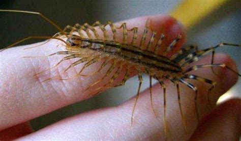 家里的这种虫子, 有30条腿, 爬到身上绝对不能打|虫子|蚰蜒|臭虫_新浪新闻