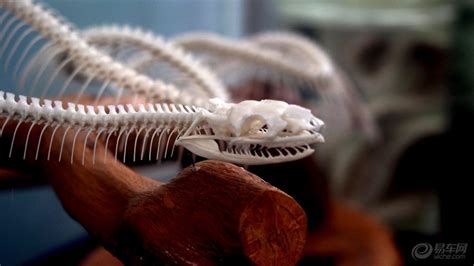 蛇的骨骼结构图,蛇骨骼图片,蛇的骨骼_大山谷图库