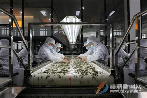 福鼎： 国内首条白茶智能化精制生产流水线启用 - 福鼎新闻网