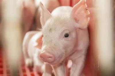2013年4月28日今日最新生猪行情_生猪价格_中国保健养猪网