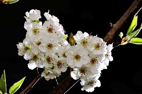 梨花的著名品种 - 花百科