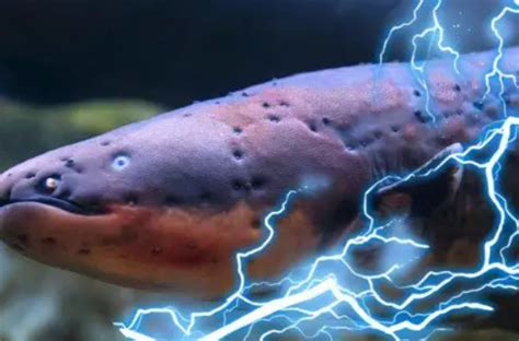 电鳗鱼亚马逊凶猛发电机黑鬼鳗鱼南美洲电鳗鱼苗活体淡水鱼观赏鱼-淘宝网