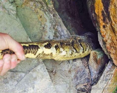 6米长80多斤巨型蟒蛇出洞晒太阳 专家：老蛇在谈恋爱-闽南网
