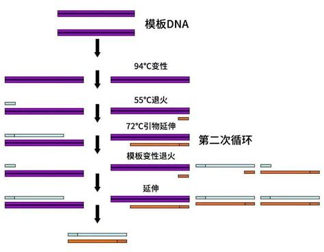 PCR专题-常见的PCR技术-PCR实验操作及产物分析-德泰生物