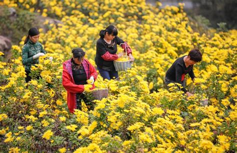 “菊海盛宴”等你来邂逅！南农大将在湖熟展出3000多品种40万株菊花