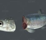 海鱼 沙丁鱼 游戏 鱼类 鱼罐头 切鱼头-cg模型免费下载-maya模型-CG99