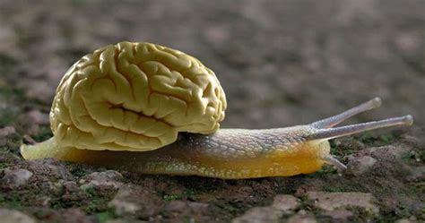 难以置信：蜗牛依靠两颗脑细胞做决定 [酷课堂:互动教程系列官方网站]