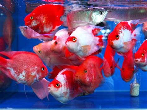 梦见红色的鱼怎么解 -好名字网