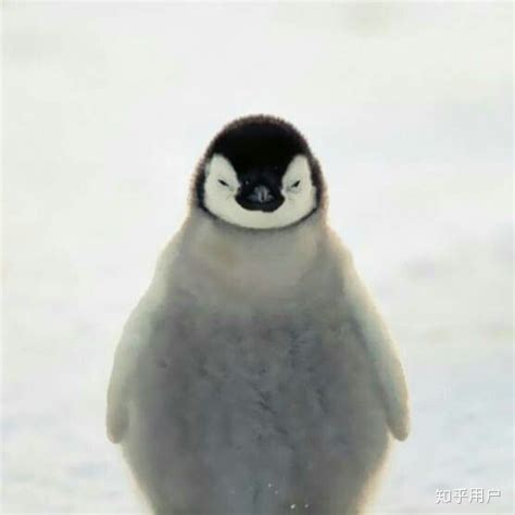 企鹅图册_360百科