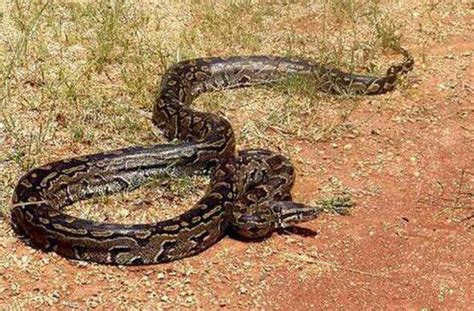 史上最长的蛇,中最大的蛇55米图片,全最长的蛇(第2页)_大山谷图库