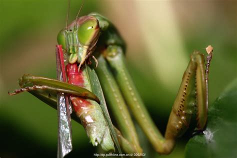 【螳螂捕食记摄影图片】大连生态摄影_qz41309253_太平洋电脑网摄影部落